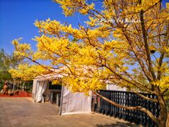 -北京西山国家森林公园