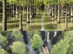 -泗洪洪泽湖湿地景区