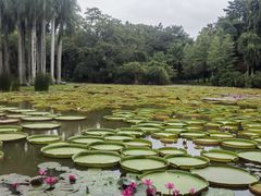 -中国科学院西双版纳热带植物园
