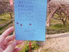 -香雪海