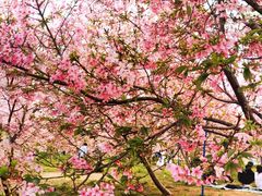 -天适樱花悠乐园