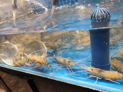 -初色海鲜自助(万丰路店)