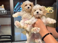 -翊宠yipet猫狗购宠庄园犬舍•猫舍