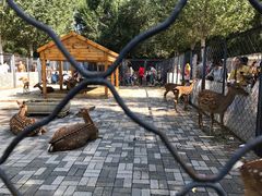 -长白岛森林公园