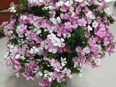 -原野花艺鲜花店(车站大道店)