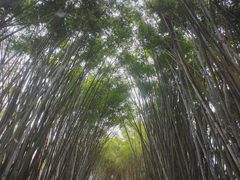 -海南热带野生动植物园