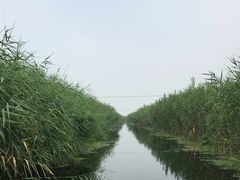 -白洋淀景区