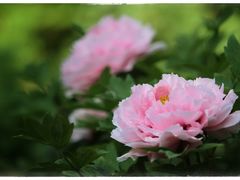 -仙合盛东北铁锅炖(总店)