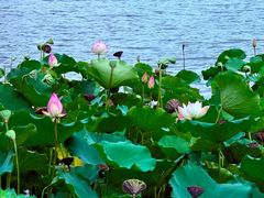 -荔湾湖公园