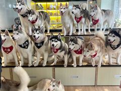 -Husky Go! 哈士奇体验馆·宠物咖啡厅狗咖