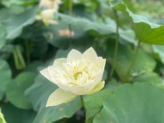 -厦门园林博览苑