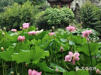 好多年没有去过文化公园了，听说荷花开得不错