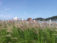 -野狸岛