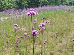 -南京市无想山景区
