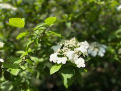 -陆家嘴中心绿地