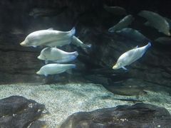 -绍兴梦享海洋公园