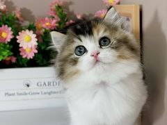 -小猫来了·猫舍(红山六九七九店)