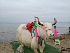-青海湖国家重点风景名胜区
