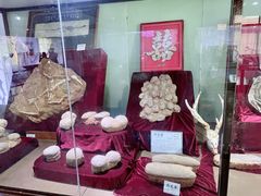 -自然谷恐龙园