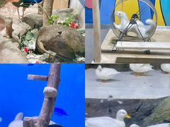 -海合安青岛极地海洋公园