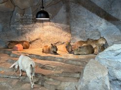 -Zoolung Zoolung动物主题公园(海信广场店)