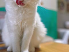 -藏猫猫咖啡主题馆(中央大道店)