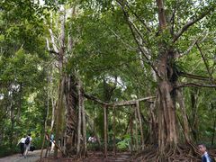 -中国科学院西双版纳热带植物园