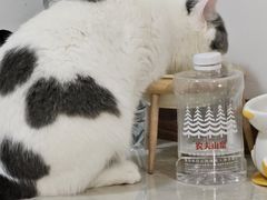 -猫大福·Fortune Cat猫舍(百子湾店)