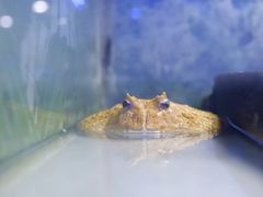 -上海大自然野生昆虫馆(东方明珠·爬宠昆虫探索中心)