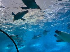 -珠海长隆海洋王国