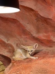 -Zoolung Zoolung动物主题公园(海信广场店)