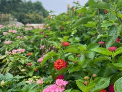 -天鹅湖体育公园