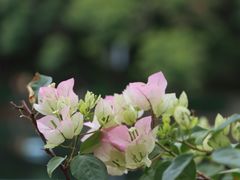 -深圳龙潭公园