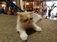 猫-more than meow吴止猫主题餐厅(承德 中船汇店)