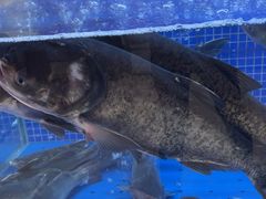 -香山湖渔家大院