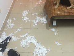 -芭比堂动物医院·24小时·眼科中心(深圳中心)