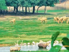 -北京麋鹿生态实验中心