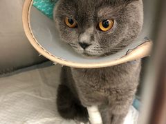 -安安宠医·安宠宠物医院