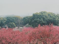 -无锡梅园公园