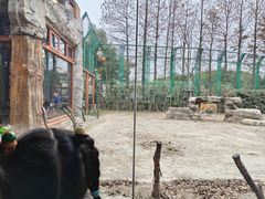 -上海野生动物园老虎餐厅