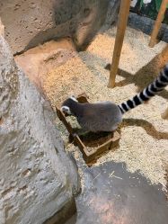 -Zoolung Zoolung动物主题公园(海信广场店)