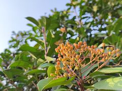 -汉长安城未央宫国家考古遗址公园