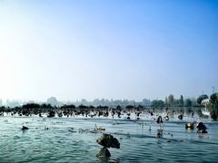 -白洋淀景区