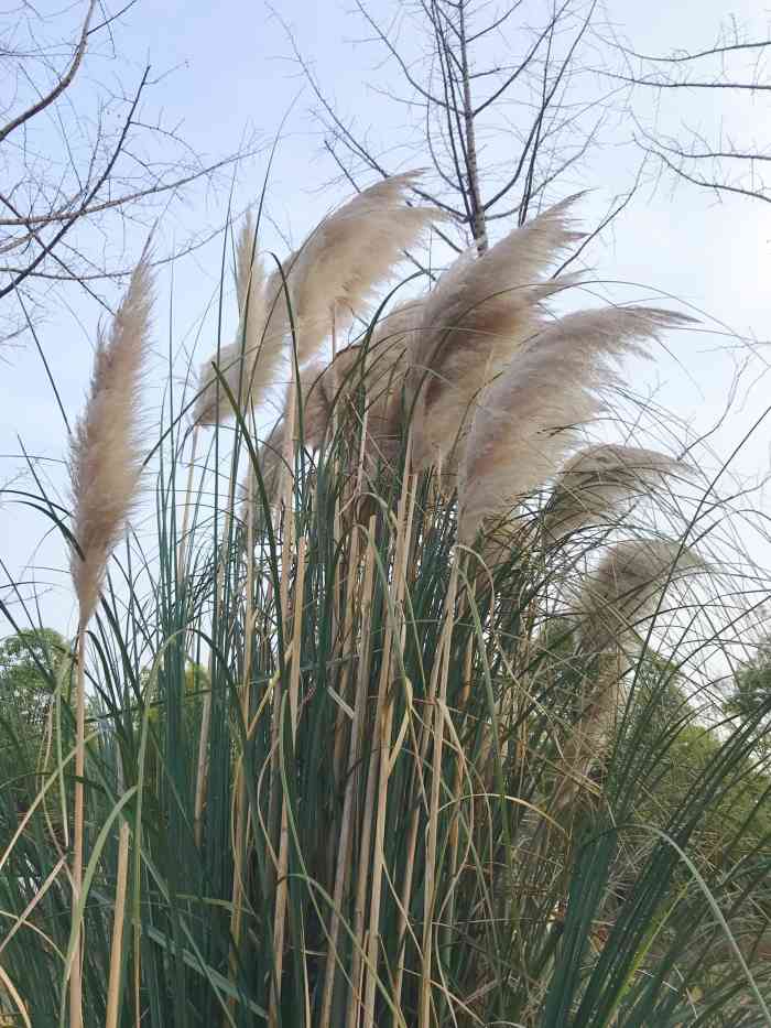 廖家沟湿地公园-"万福大桥的南侧 扬州少有的淡水公园 听说.