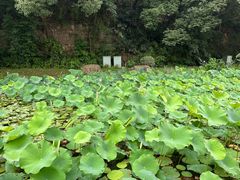 -临平公园(临平街道)