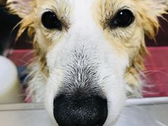 -创凡宠物医院·骨专科  猫科中心(西乡分院)
