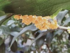 -罔极寺