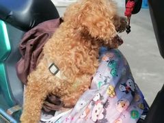 -联合动物医院(光谷诊疗中心)