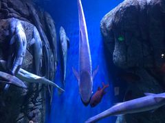 -成都浩海立方海洋公园