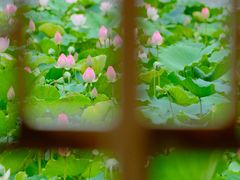 -荔湾湖公园